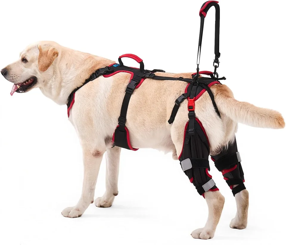 Dog Recovery